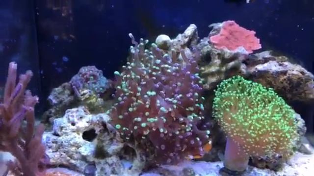 Bio Cube saltwater aquarium смотреть онлайн