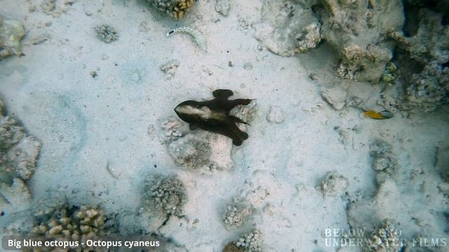 Mangrove Bay - Coral reef lagoon (4K) смотреть онлайн
