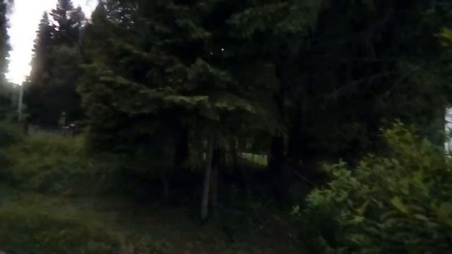 Вечером в лесу. Пение птиц на закате...13 июня 2020 г. смотреть онлайн