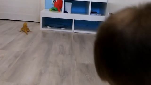 Наши домашние драконы! смотреть онлайн