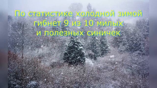 Покормите птиц зимой. Авторская песня смотреть онлайн