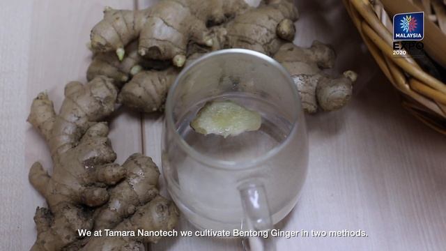 Smart Farming Solutions - Greenheart Farms, Plant Cartridge & Tamara Nanoetech at EXPO 2020 Dubai смотреть онлайн