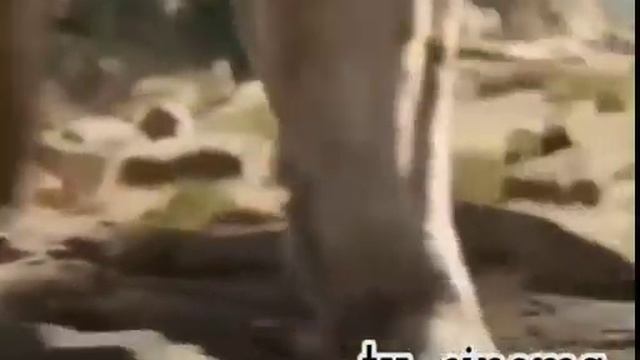 Тигр скинул волка смотреть онлайн