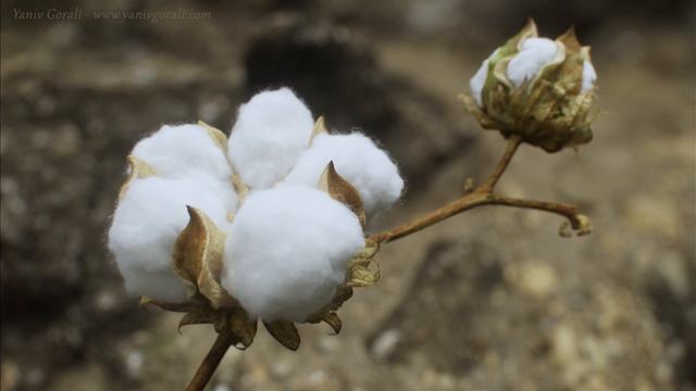 3D Cotton Flower Bloom смотреть онлайн