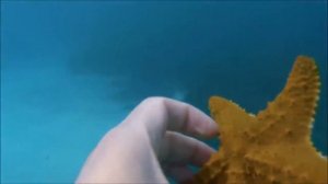 Игрушки животные из зоопарка! Для детей - учить названия животных