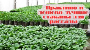 🌱  Идеальные стаканчики для рассады, которые сэкономят ваше время и силы! 🥤✨