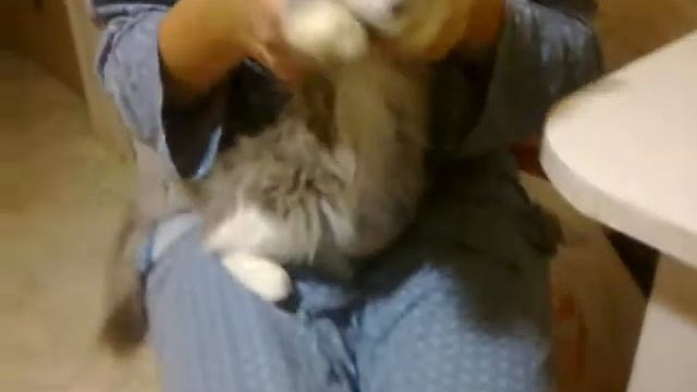 кошка танцует.mp4 смотреть онлайн