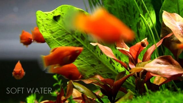CLASSIC PLANTED AQUARIUM Update | Aquascaping смотреть онлайн
