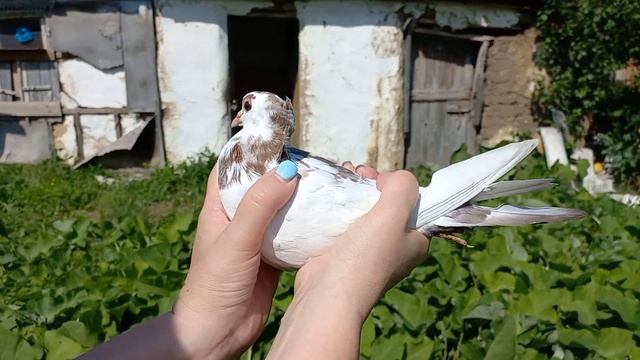 Новые голуби в моём хозяйстве !!! смотреть онлайн