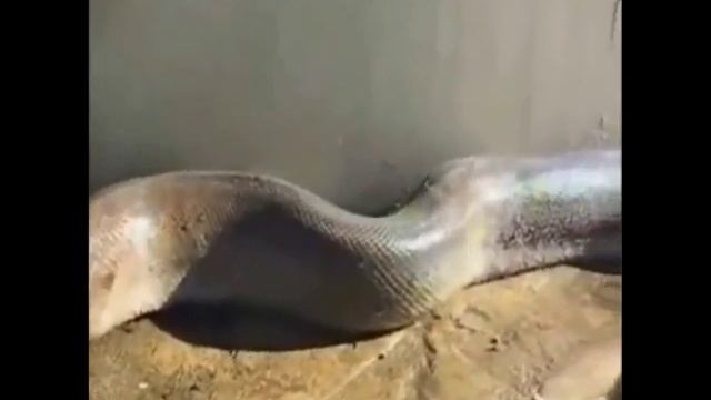 kauda lokuma naya смотреть онлайн
