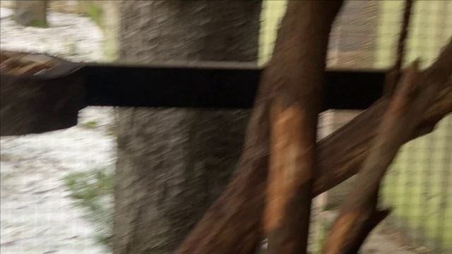 Содержание черных белок.Вырыли нору. смотреть онлайн