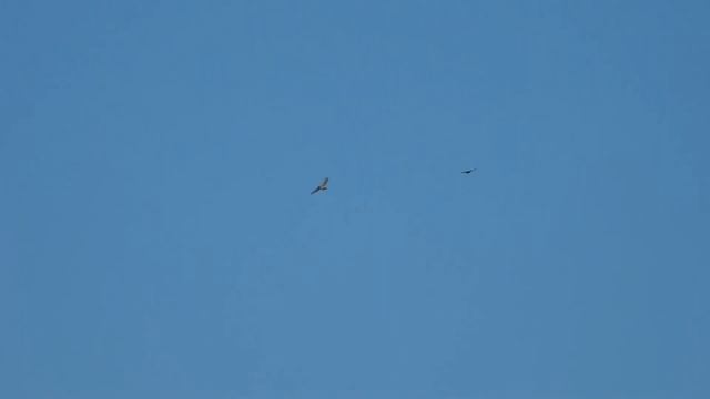 Jan 1-2021 BIG DAY Birding Adventure смотреть онлайн