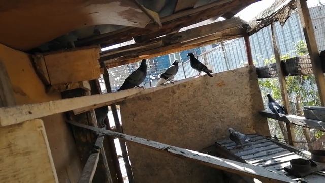 Голуби, одомашненные. смотреть онлайн