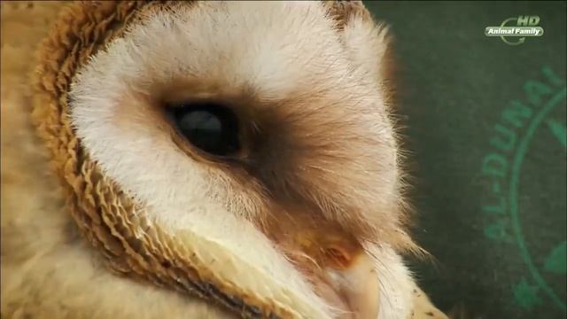 Странствия совы - Совиная одиссея смотреть онлайн