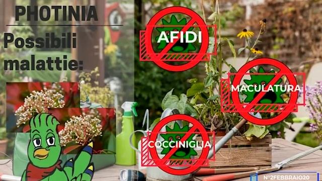 Scopri insieme a Piv la Photinia смотреть онлайн