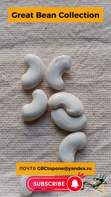 Фасоль Монгета дель Ганшет семена Mongeta del Ganxet beans seeds смотреть онлайн