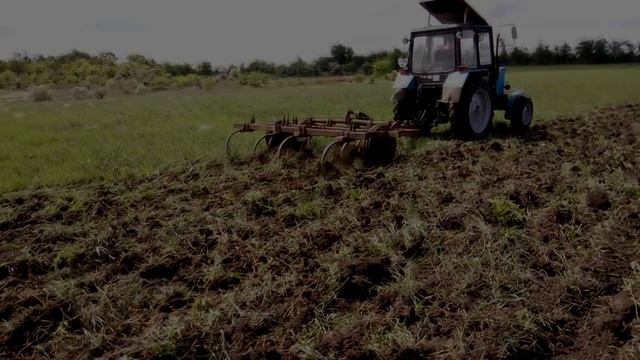Ячмень "Росава" - казнить или помиловать? Культивация ячменя смотреть онлайн