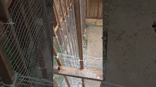 Баксика в вольер чтобы погулять кошкам. Сушеное мясо от Марины Чесноковой.