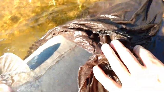 Karp 9,5 kg wypuszczany na wolność... смотреть онлайн