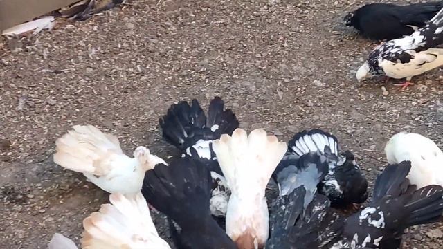 Измаильский длинный Турман смотреть онлайн