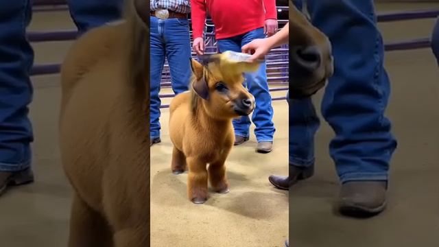 Выставка великолепных Пони смотреть онлайн