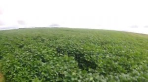Технология No-till арбуз, соя, кукуруза. Обход полей фазенды Авраама Калугина (Бразилия) 11 02 2017