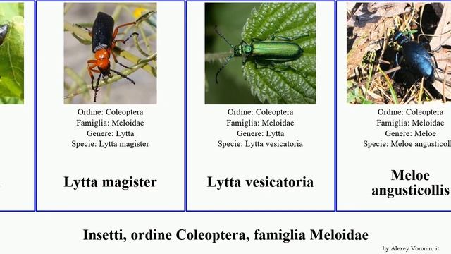 Insetti, ordine Coleoptera, famiglia Meloidae epicauta mylabris nemognatha cerocoma lytta apache смотреть онлайн