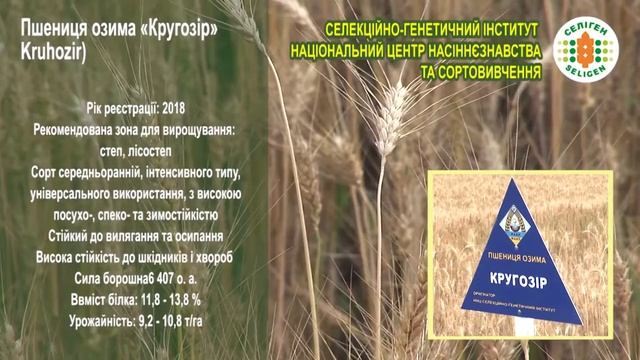 Сорти озимої пшениці Селекційно-генетичного інституту НААН України смотреть онлайн
