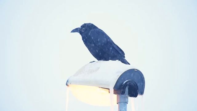 Метель за окном