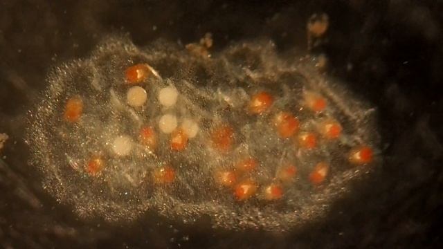 hydracarien смотреть онлайн