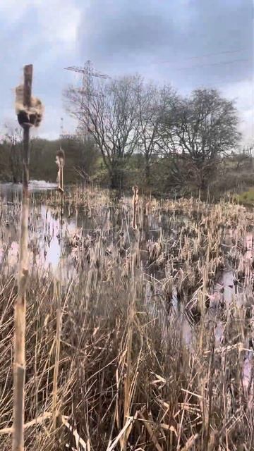Britains Bulrushes originally named Great reedmace смотреть онлайн