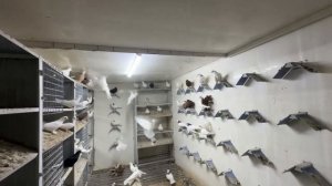 Свежее видео из питомника В.И. Харлашина "Голуби России"