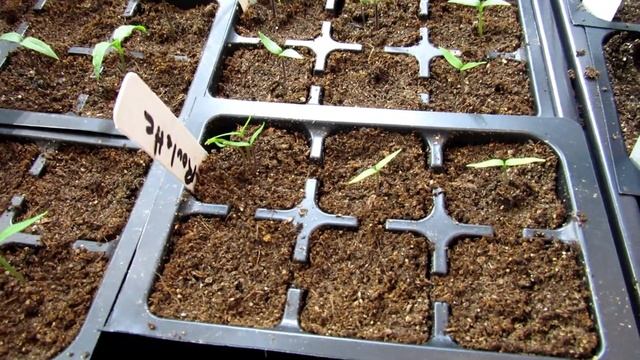 A Complete 20 Minute Guide to Starting Tomatoes & Peppers Indoors: See Description for Details! смотреть онлайн