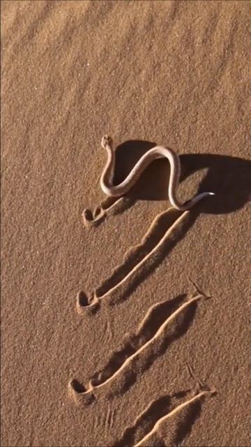 Rattlesnake In Desert #wildanimals #shorts