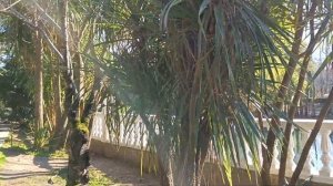 Парк южных культур, Адлер, февраль 2024