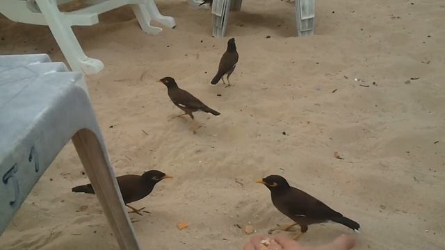 2012 ПХУКЕТ тайланд карон птицы на пляже смотреть онлайн