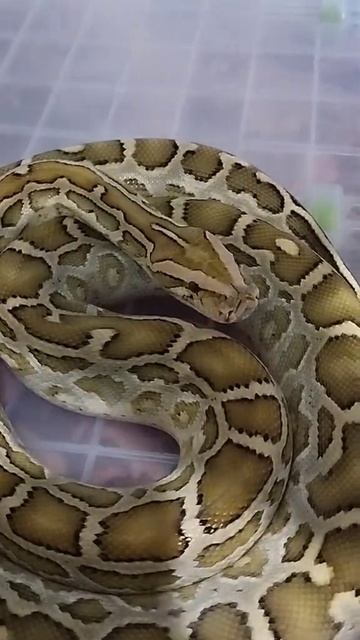 прощання з пітоном #животные #питон #аниме #фильмы #рек #minecraft #video #zoo #planetzoo #live смотреть онлайн