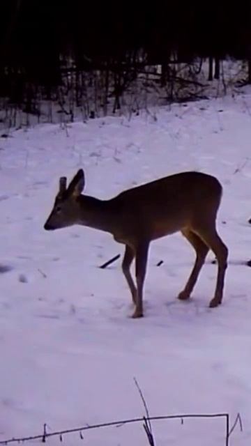 Косуля прошла возле камеры. #рек #фотоловушка #animals #лес #косуля смотреть онлайн