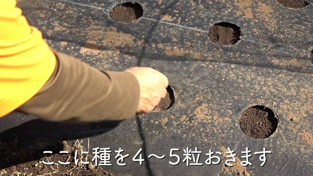 絶対マスターしたい！春大根栽培を家庭菜園で成功させる方法！11月植えでダイコン栽培を成功させるコツを徹底解説！【農園ライフ】 смотреть онлайн