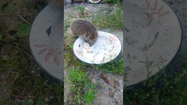 Ёжик 🦔 смотреть онлайн