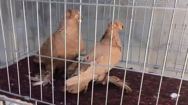 Голуби Декоративные паричка жёлтый смотреть онлайн
