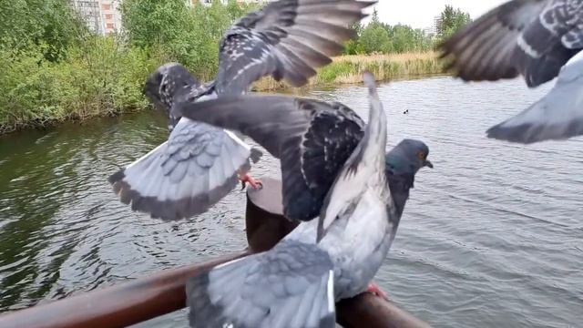 Голуби взлетают Pigeons take off смотреть онлайн