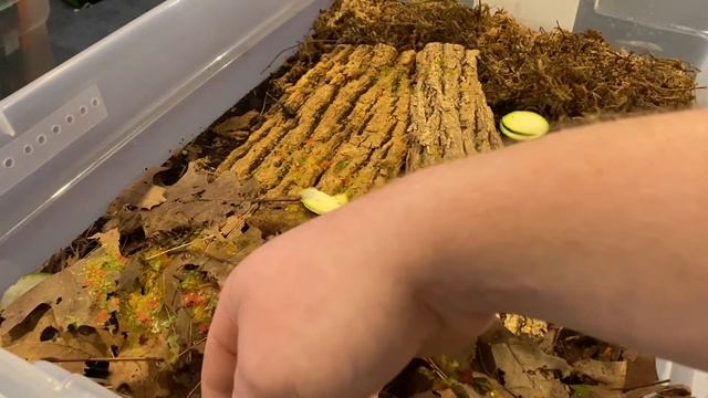 Isopod Care Guid - Porcellio Pruinosus смотреть онлайн