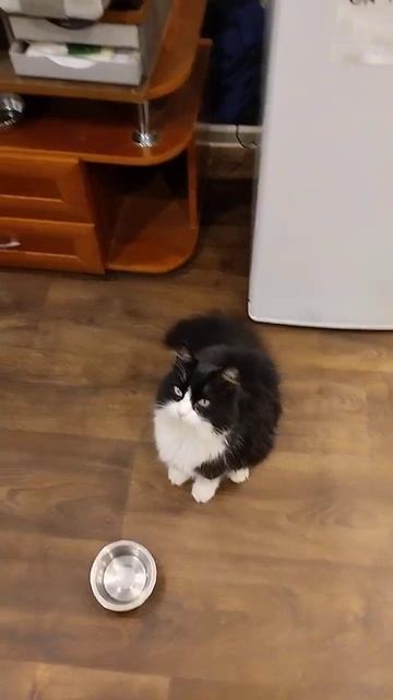 Мурины 75 грамм 29 Мая 2024. #cat #котик #кот смотреть онлайн