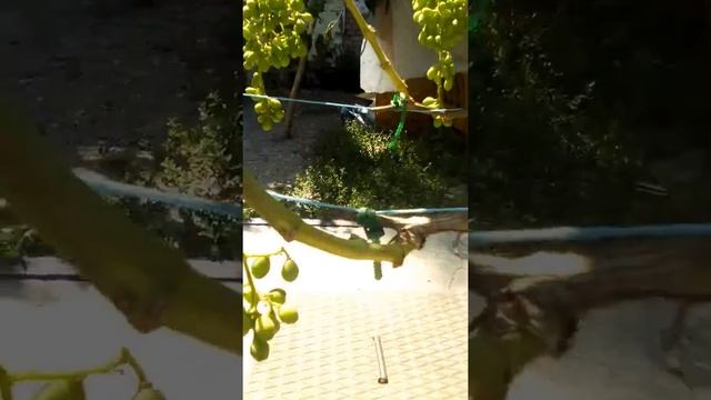 Виноград смотреть онлайн