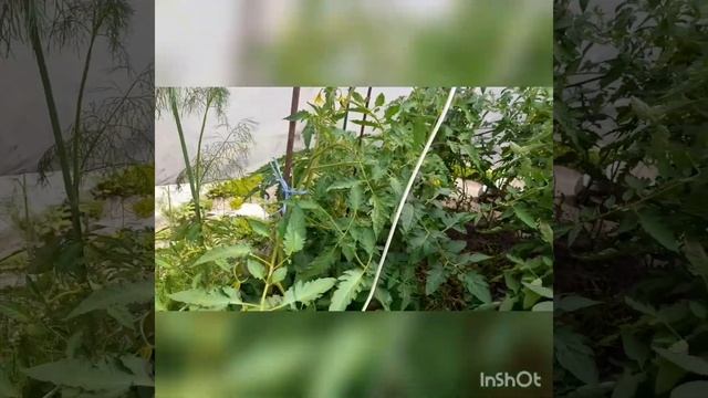 Собрала вишню .Вишня в собственном соку.