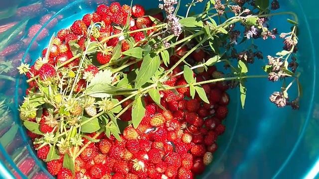 ЗЕМЛЯНИЧОГО ДНЯ ВАМ смотреть онлайн