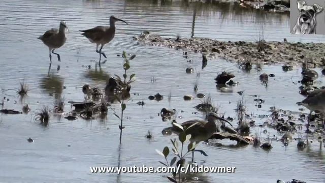 Migratory EURASIAN WHIMBRELS, Singapore смотреть онлайн