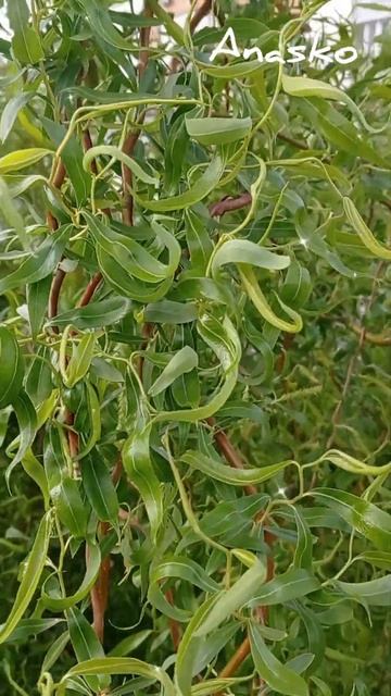 Salix matsudana ‘Tortuosa’ смотреть онлайн