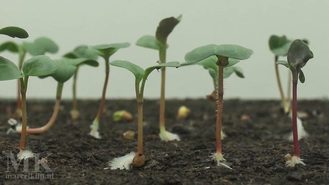 Timelapse - First two weeks of a radish (from germination to plant) смотреть онлайн